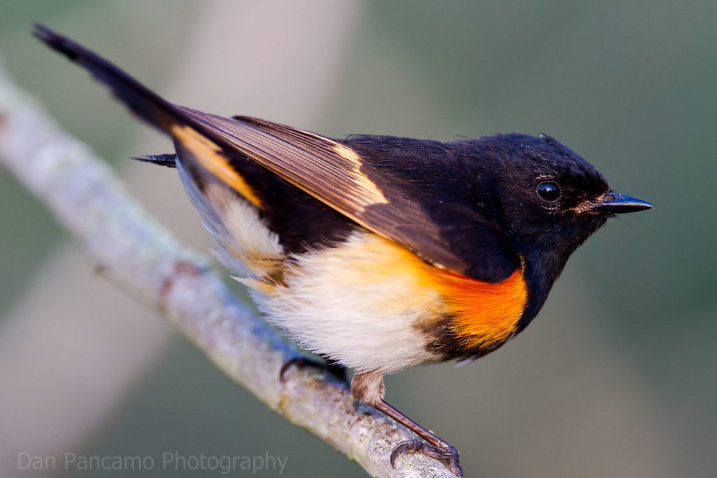 Why Birdwatching Is One of the Fastest Growing Hobbies in North America