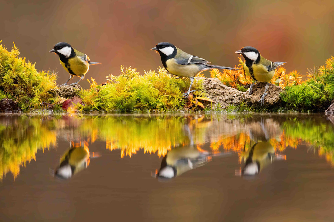 Quarterly Planning: Why Your Hummingbird Strategy Should Start in February