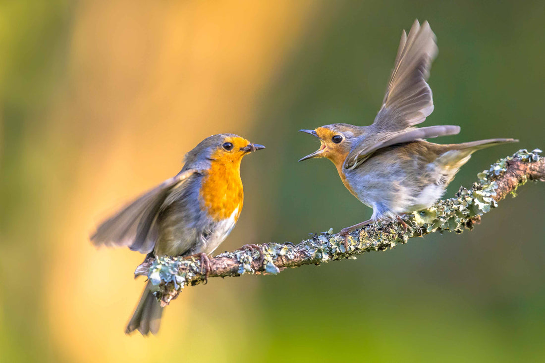 Fighting "Subscription Fatigue": How BirdReel’s Free AI Increases Your POS Conversion