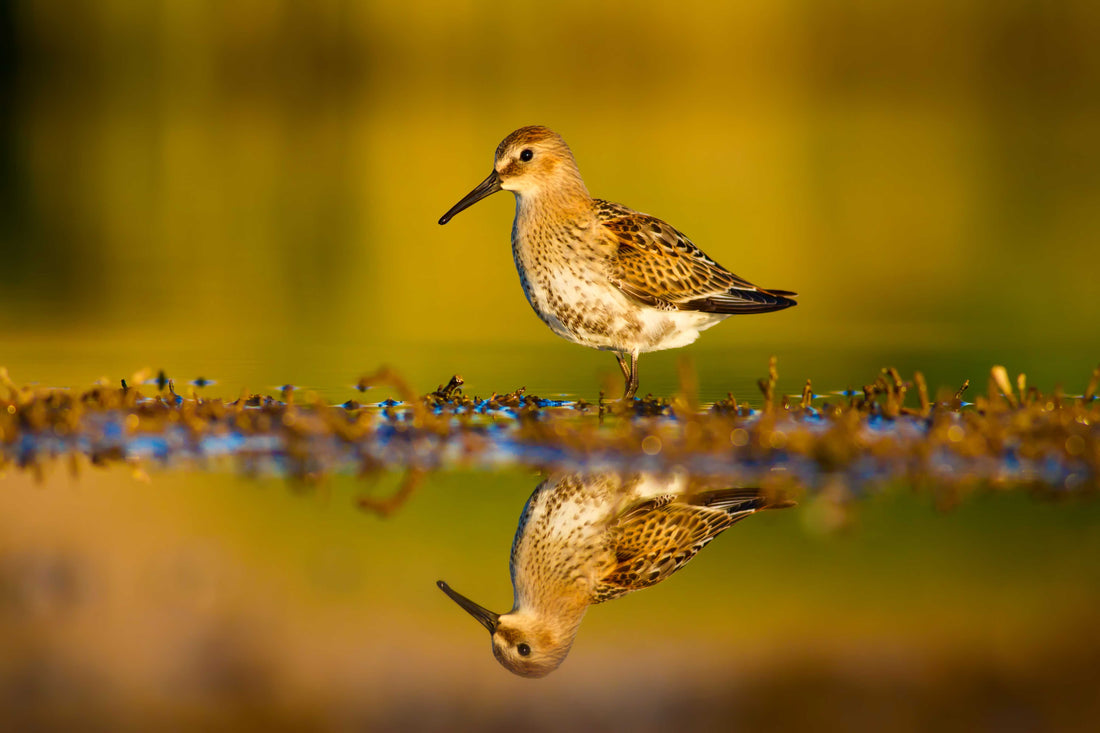 National Bird Feeding Month: The Retailer’s Guide to Q1 Growth