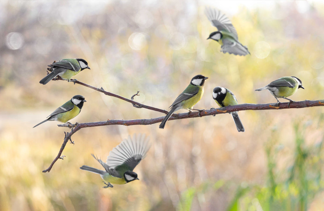 The "Slow Nature" Profit Center: Merchandising Smart Feeders as Wellness Equipment