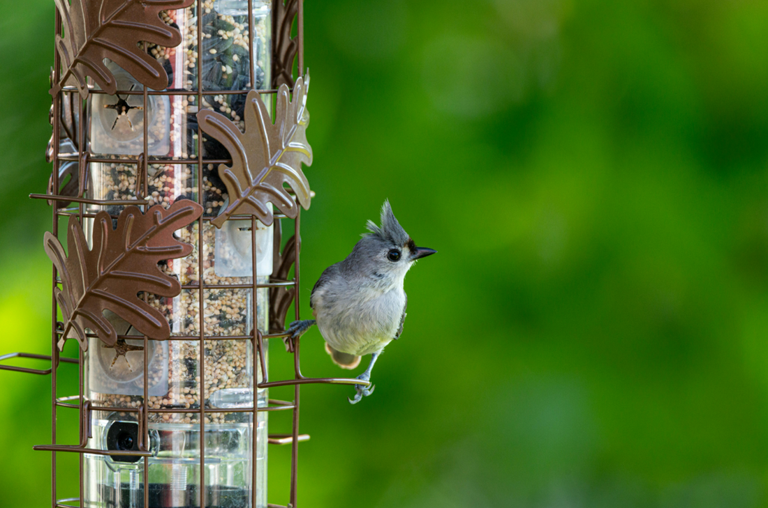 5 Reasons Retailers Should Stock Smart Bird Feeders Year-Round