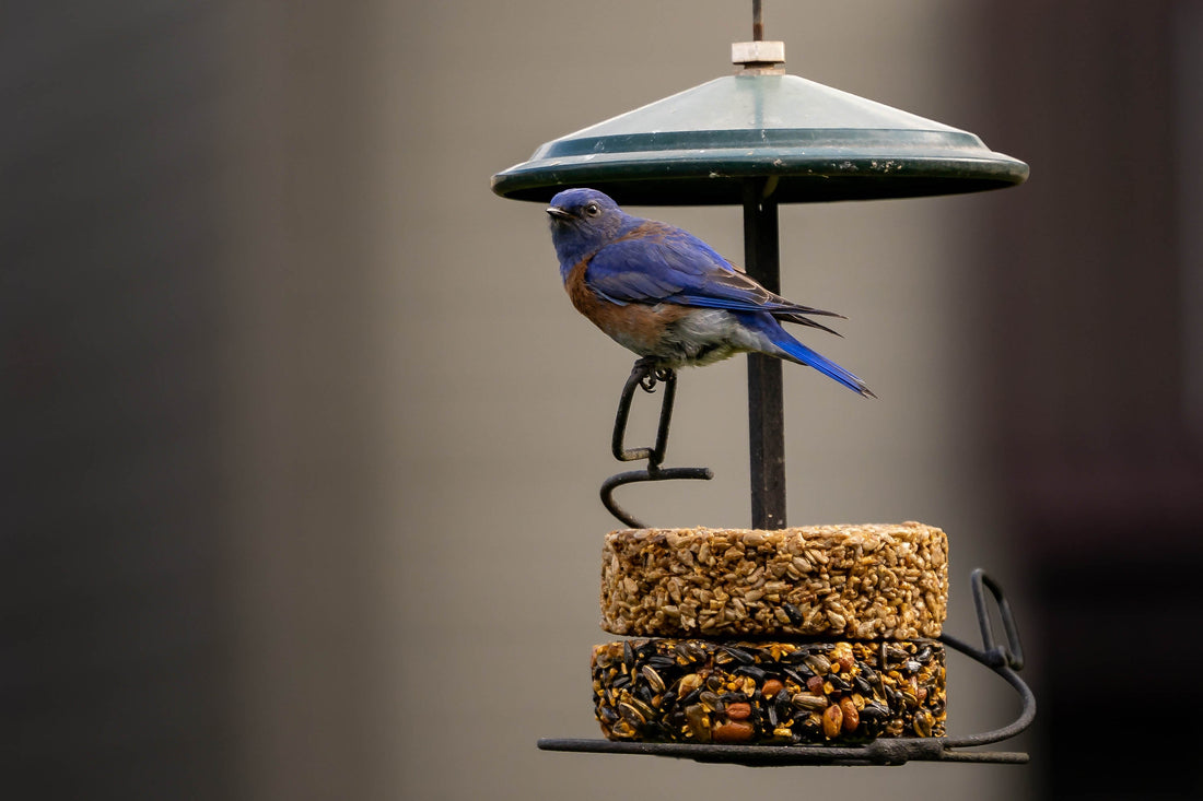 The "Migration Watch" Gift: Selling BirdReel to New Homeowners