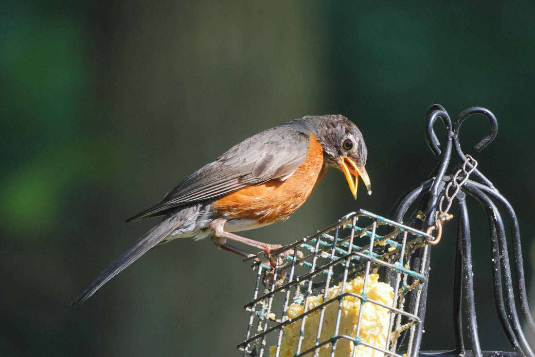 Future-Proofing the Backyard: Why Subscription-Free AI is the Only Ethical Choice