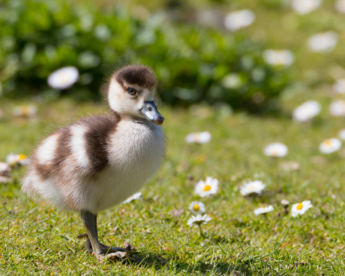 The Business Case for Smart Bird Feeders: How Retailers Can Capture the Growing Birding Market
