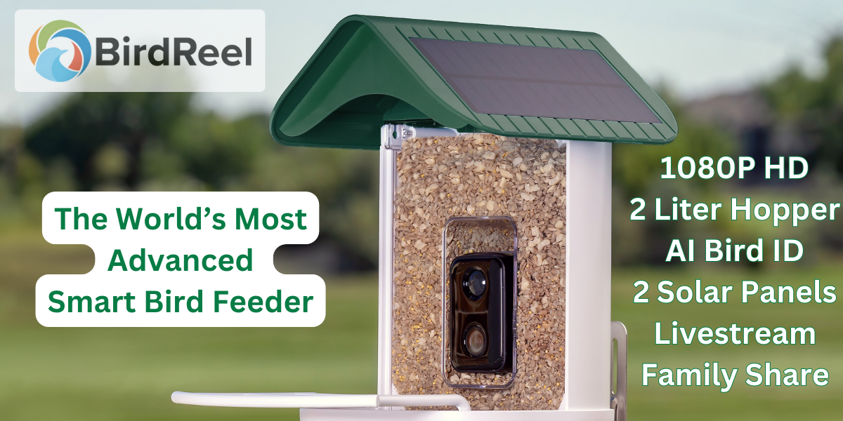 smart bird feeder