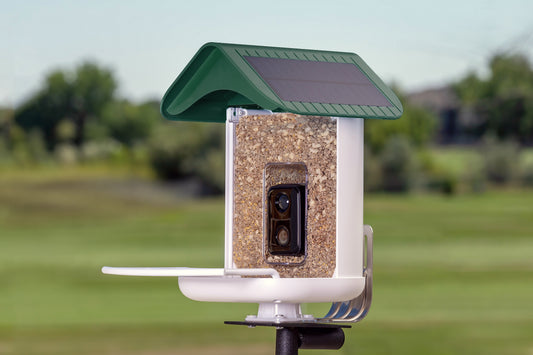 smart bird feeder camera hummingbird finches purple baby squirrel proof bird baths love bird eating bird food identifier bird app crows cardinal titmouse robin birdbuddy birdfy