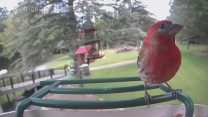 smart bird feeder camera hummingbird finches purple baby squirrel proof bird baths love bird eating bird food identifier bird app crows cardinal titmouse robin birdbuddy birdfy flicker cold bird snow eating starling squirrel stellars jay grossbeak goldfinch