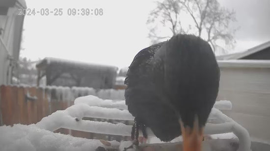 smart bird feeder camera hummingbird finches purple baby squirrel proof bird baths love bird eating bird food identifier bird app crows cardinal titmouse robin birdbuddy birdfy flicker cold bird snow eating starling