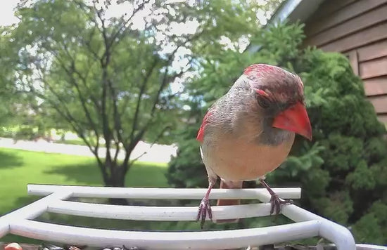 smart bird feeder camera hummingbird finches purple baby squirrel proof bird baths love bird eating bird food identifier bird app crows cardinal titmouse robin birdbuddy birdfy flicker female cardinal