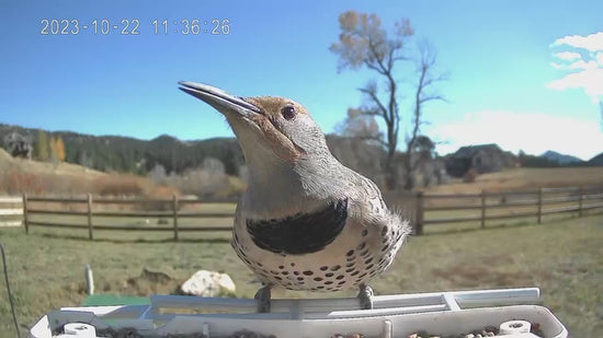 smart bird feeder camera hummingbird finches purple baby squirrel proof bird baths love bird eating bird food identifier bird app crows cardinal titmouse robin birdbuddy birdfy flicker