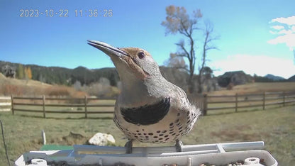 smart bird feeder camera hummingbird finches purple baby squirrel proof bird baths love bird eating bird food identifier bird app crows cardinal titmouse robin birdbuddy birdfy flicker