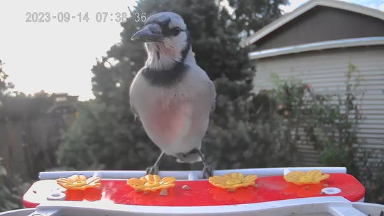 smart bird feeder camera hummingbird finches purple baby squirrel proof bird baths love bird eating bird food identifier bird app crows cardinal titmouse robin birdbuddy birdfy flicker cold bird snow eating starling squirrel stellars jay grossbeak